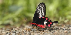 NEWS: GET YOUR BUTTERFLY BROCHURES!